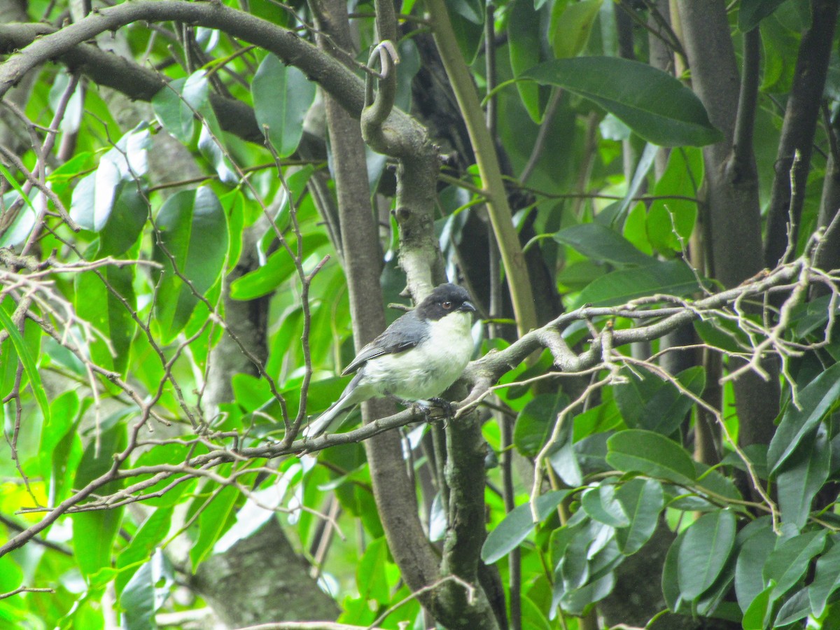 Black-capped Warbling Finch - ML647374401