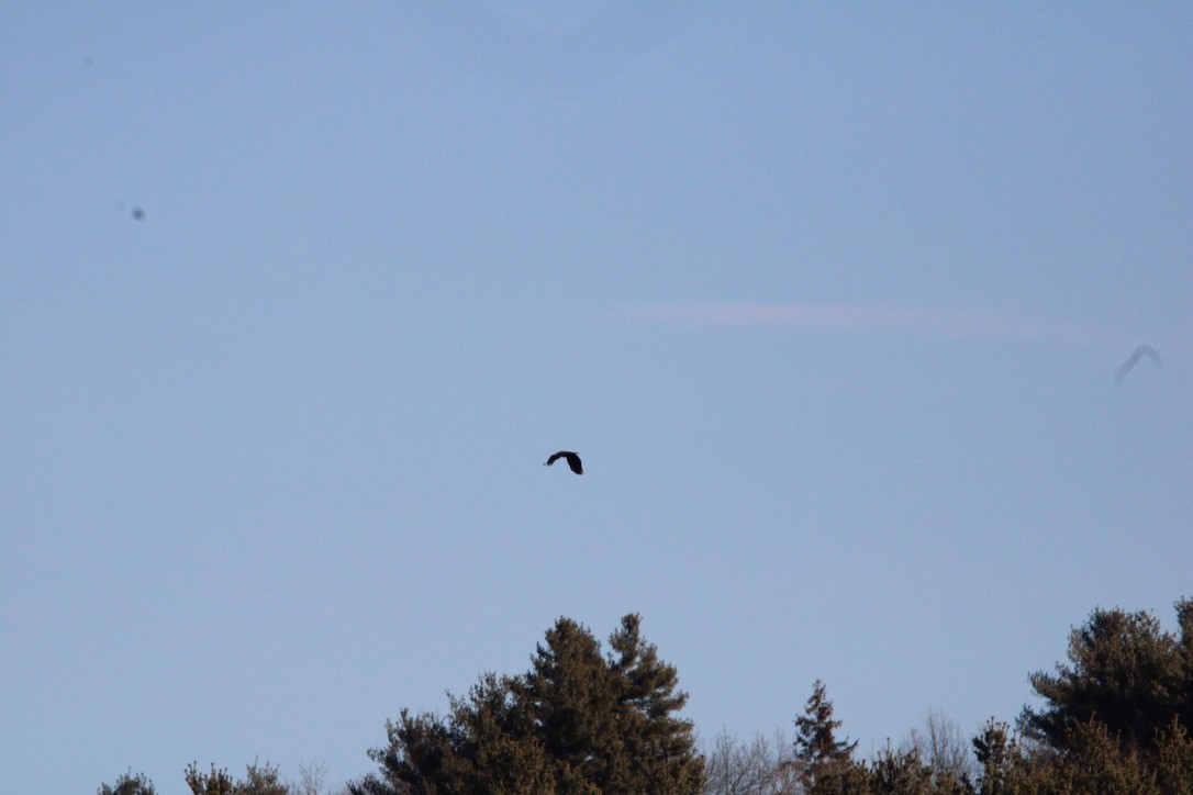 Bald Eagle - ML647374403