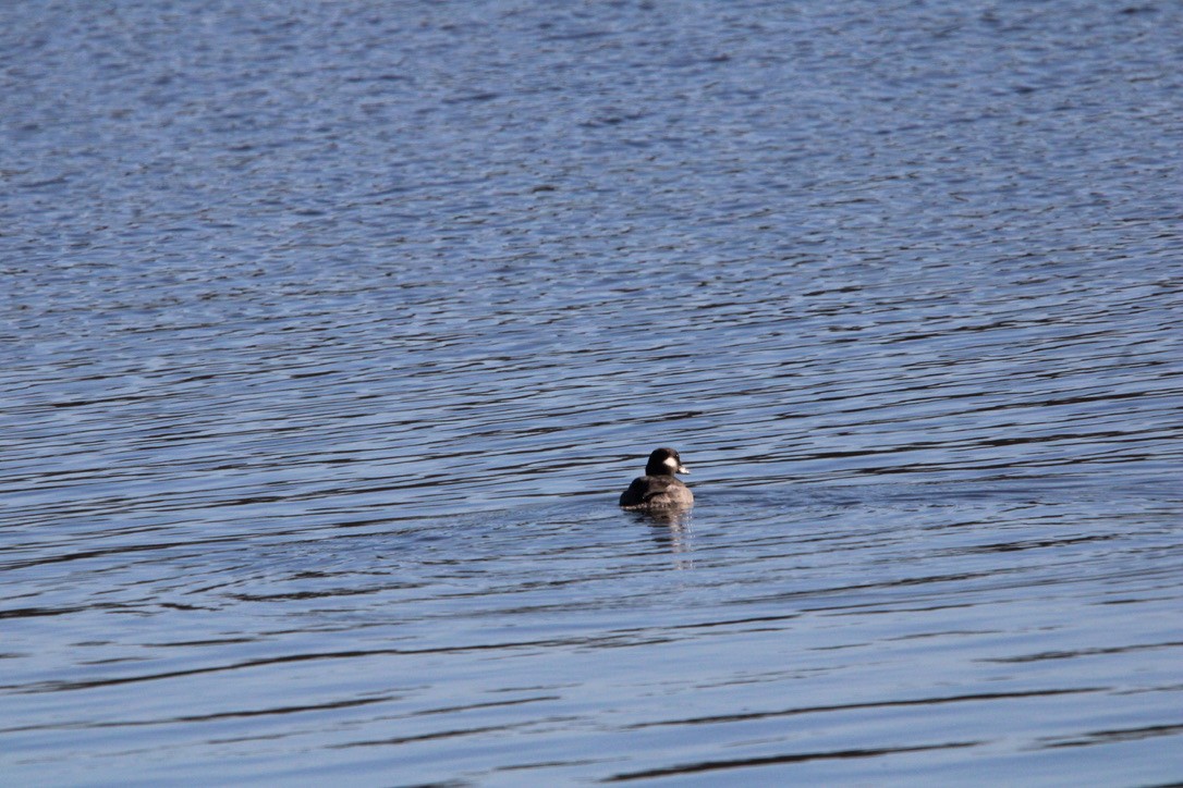 Bufflehead - ML647374405