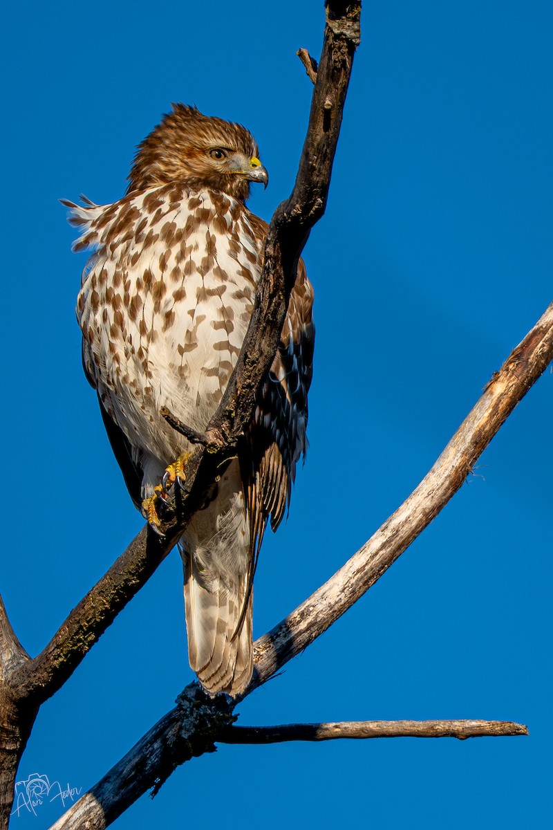 Red-shouldered Hawk - ML647374406