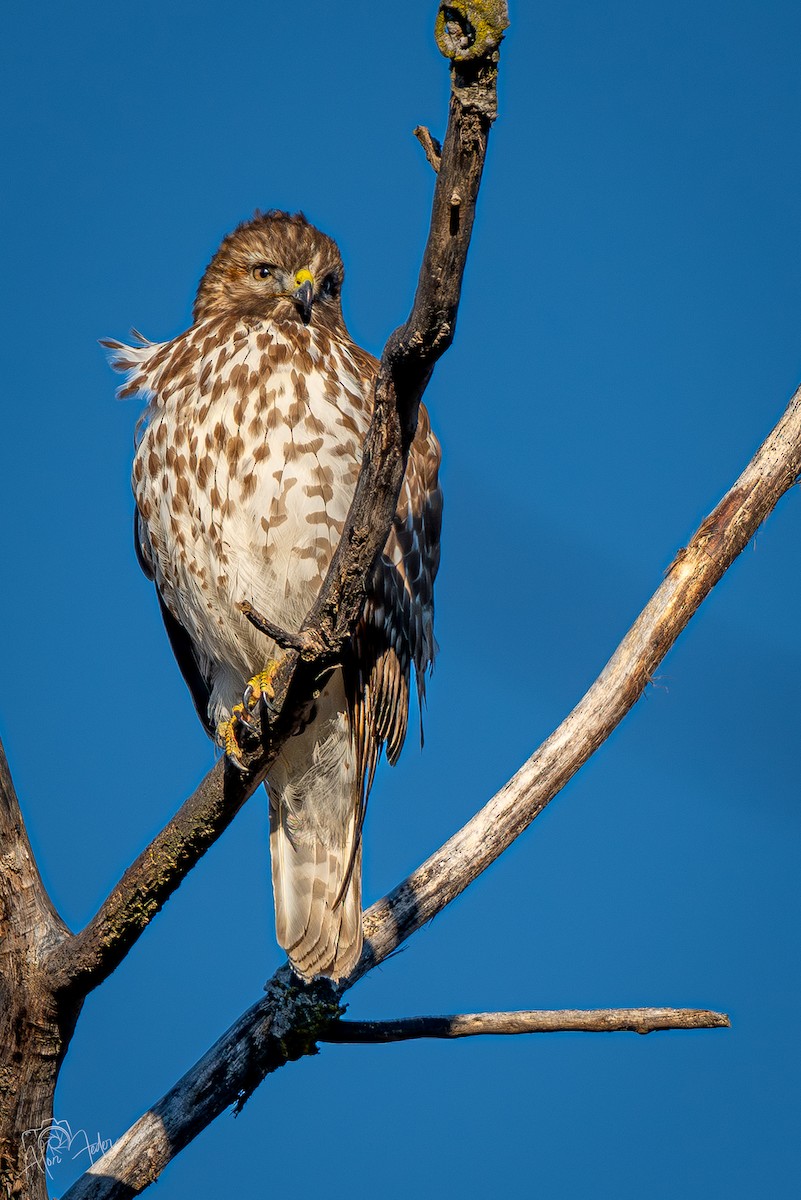 Red-shouldered Hawk - ML647374407