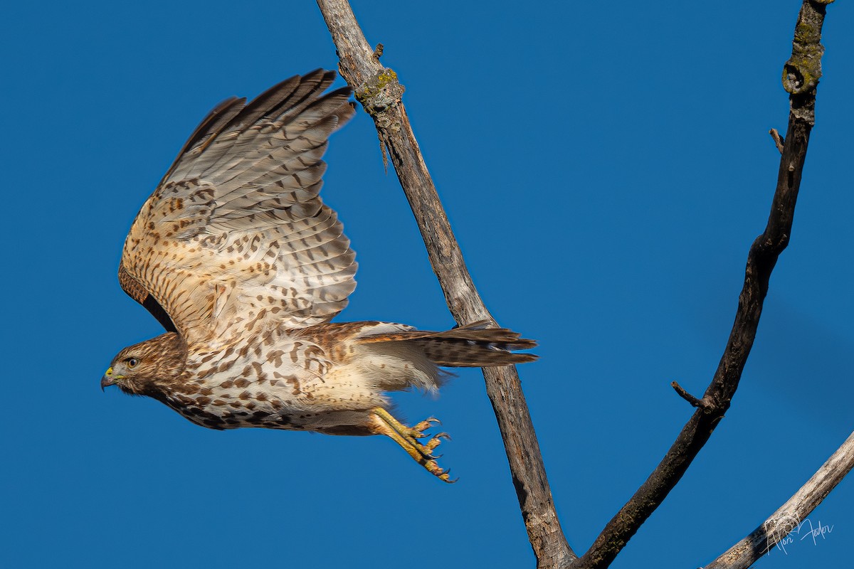 Red-shouldered Hawk - ML647374409