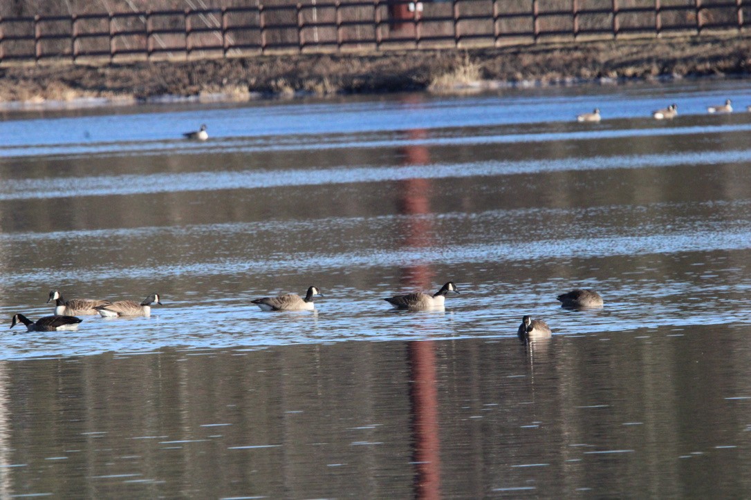 Canada Goose - ML647374423