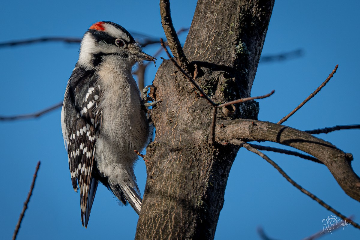 Downy Woodpecker - ML647374440