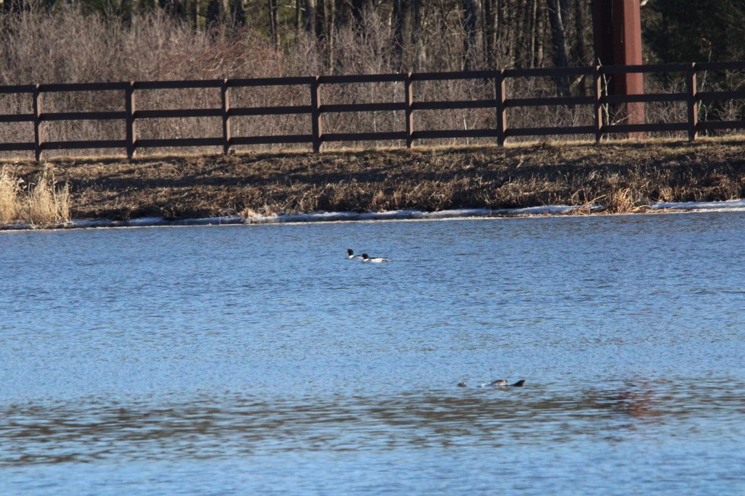 Common Merganser - ML647374444