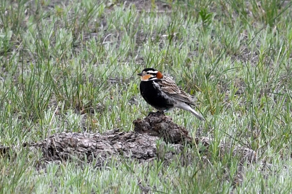 Chestnut-collared Longspur - ML647374448