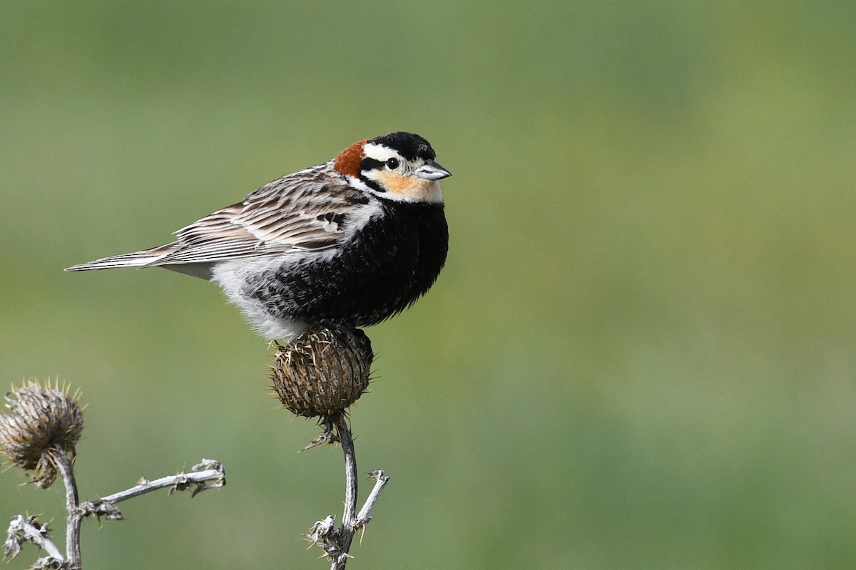 Chestnut-collared Longspur - ML647374449