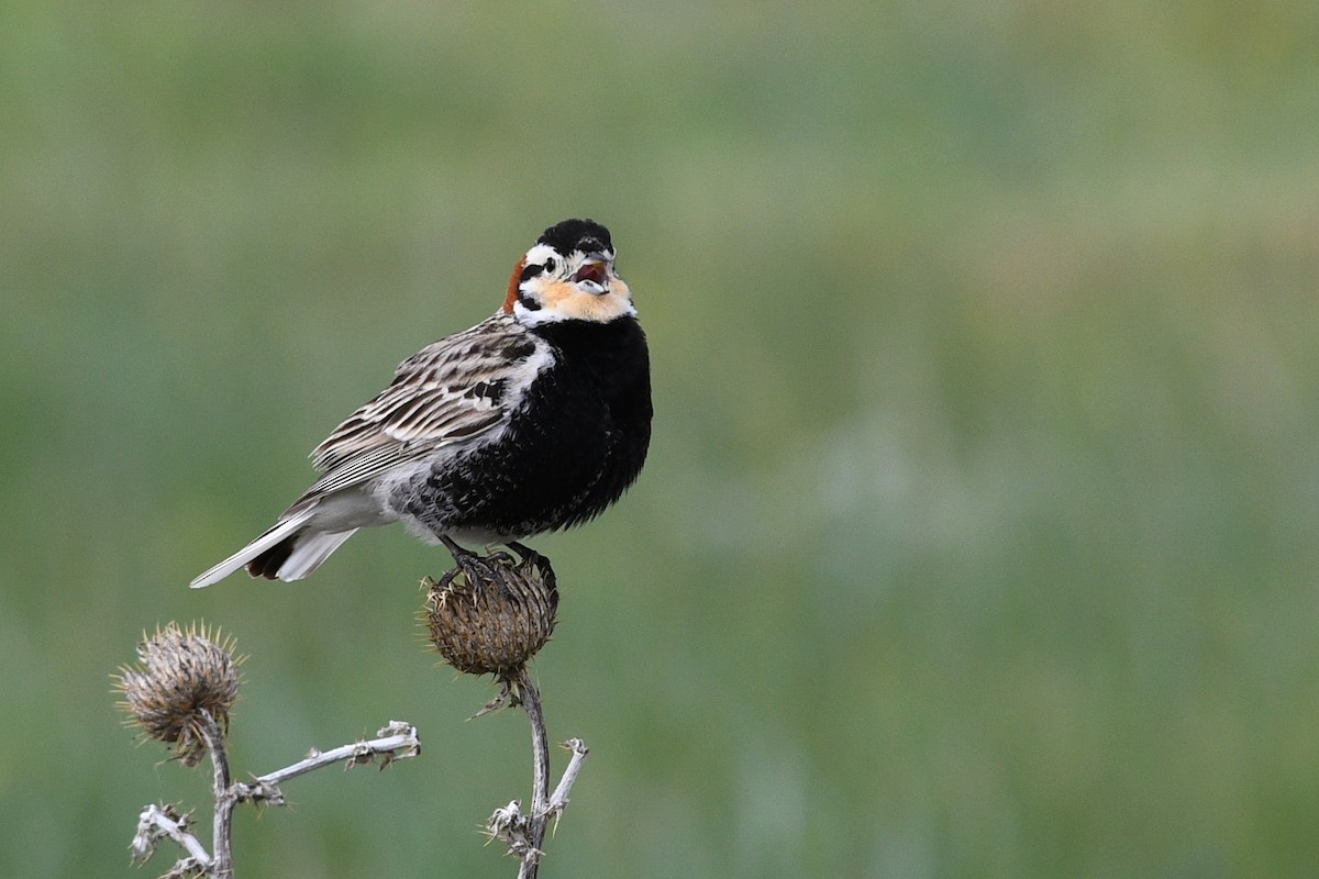 Chestnut-collared Longspur - ML647374450