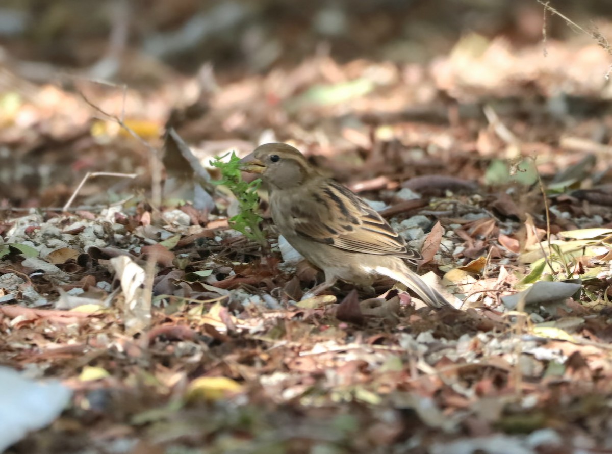 vrabec pokřovní - ML647374456