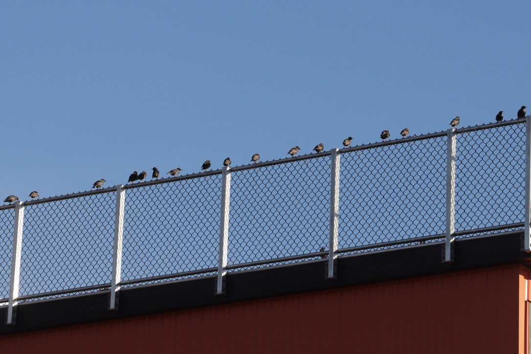 Шпак звичайний - ML647374457