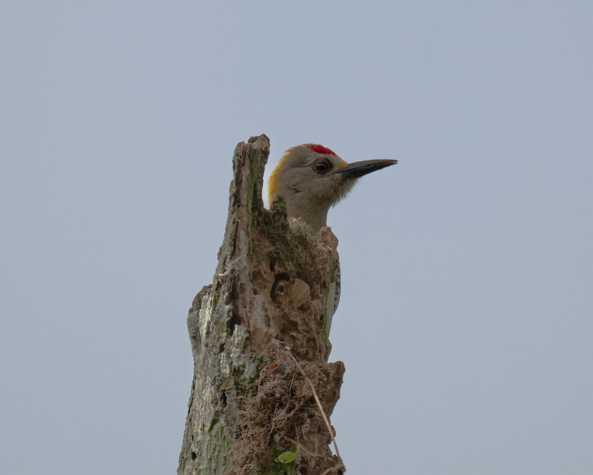 Hoffmann's Woodpecker - ML647374464