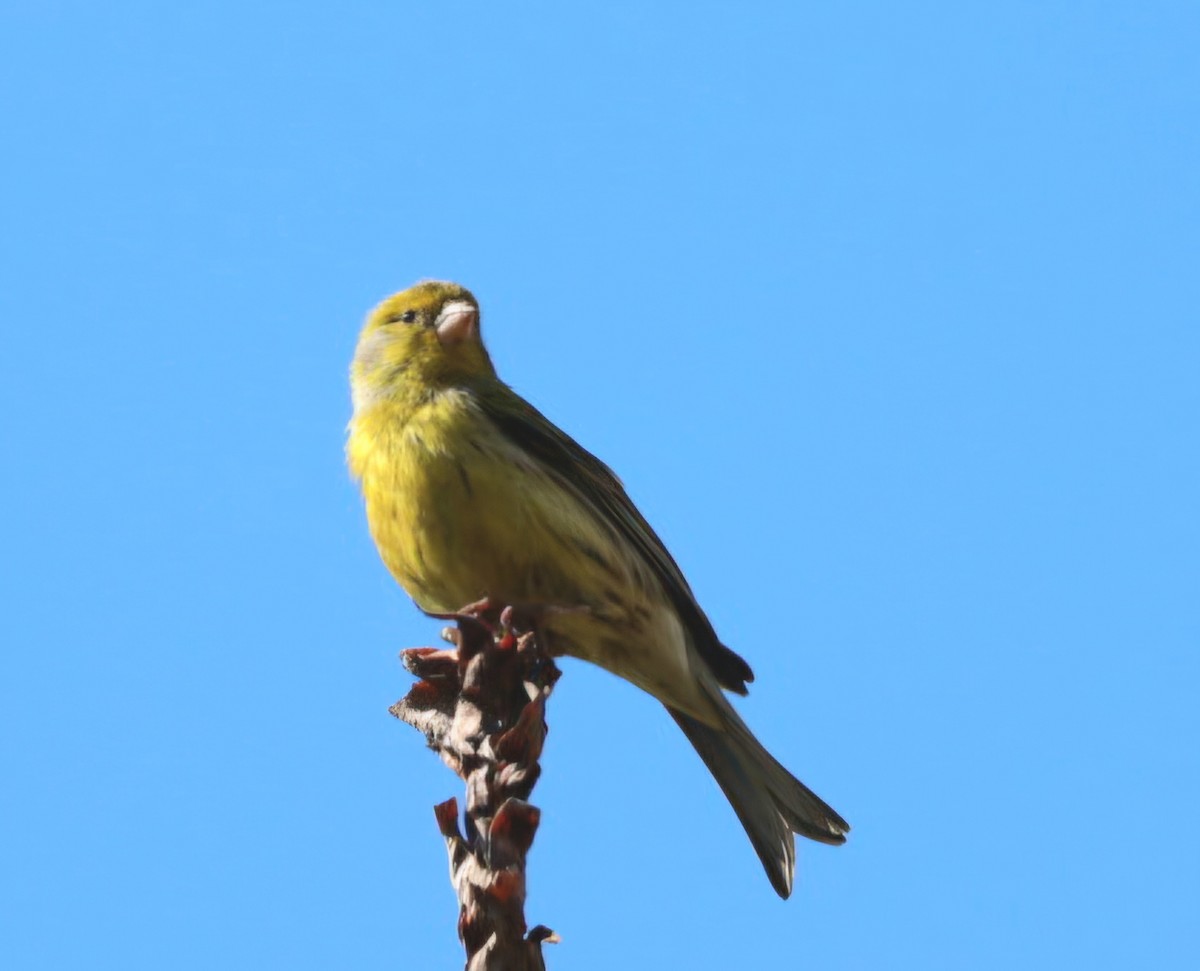 kanár divoký - ML647374465