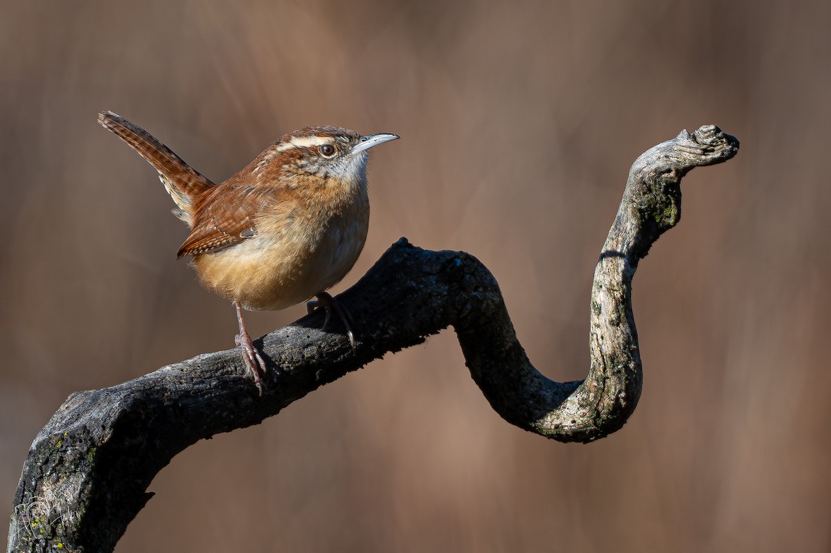 Carolina Wren - ML647374466