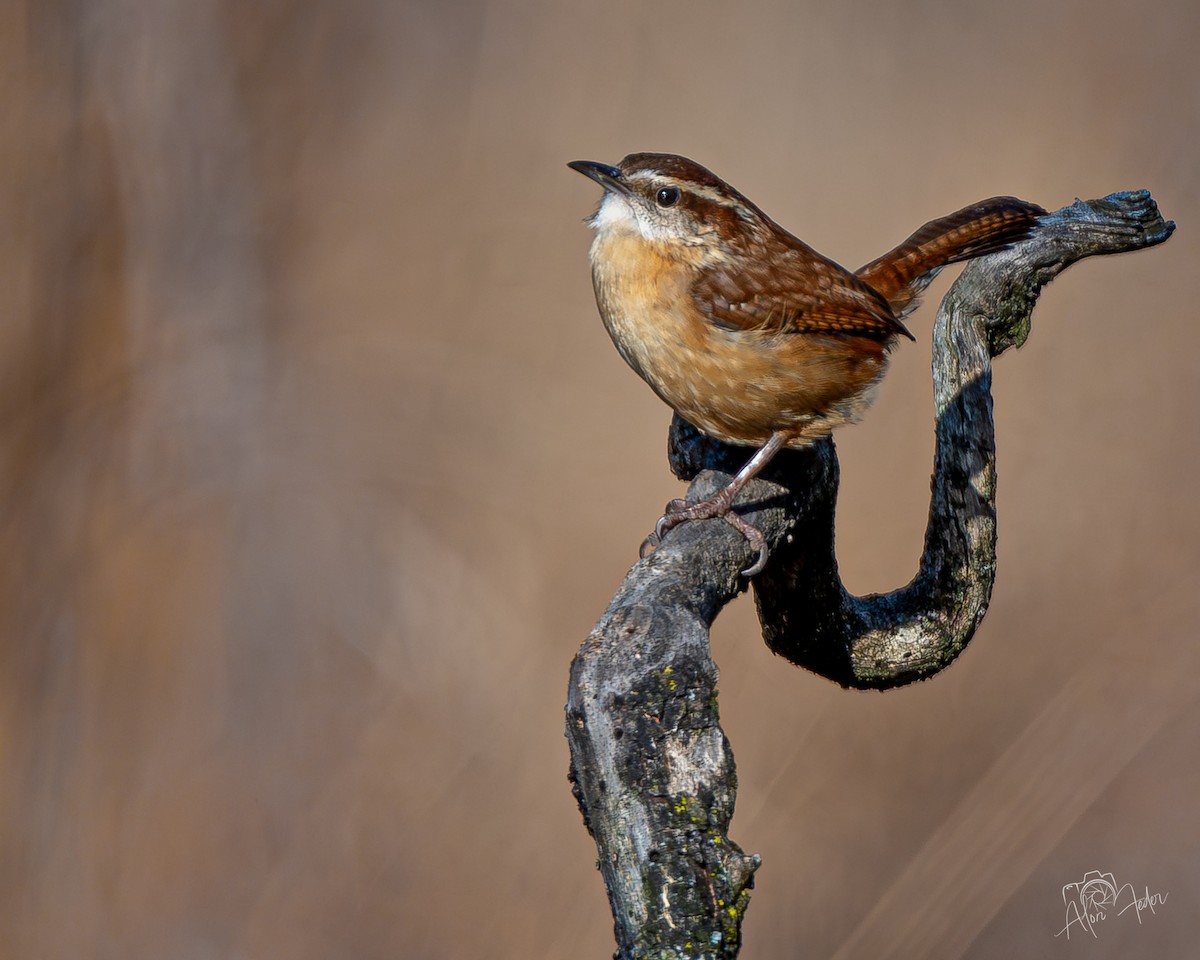 Carolina Wren - ML647374467