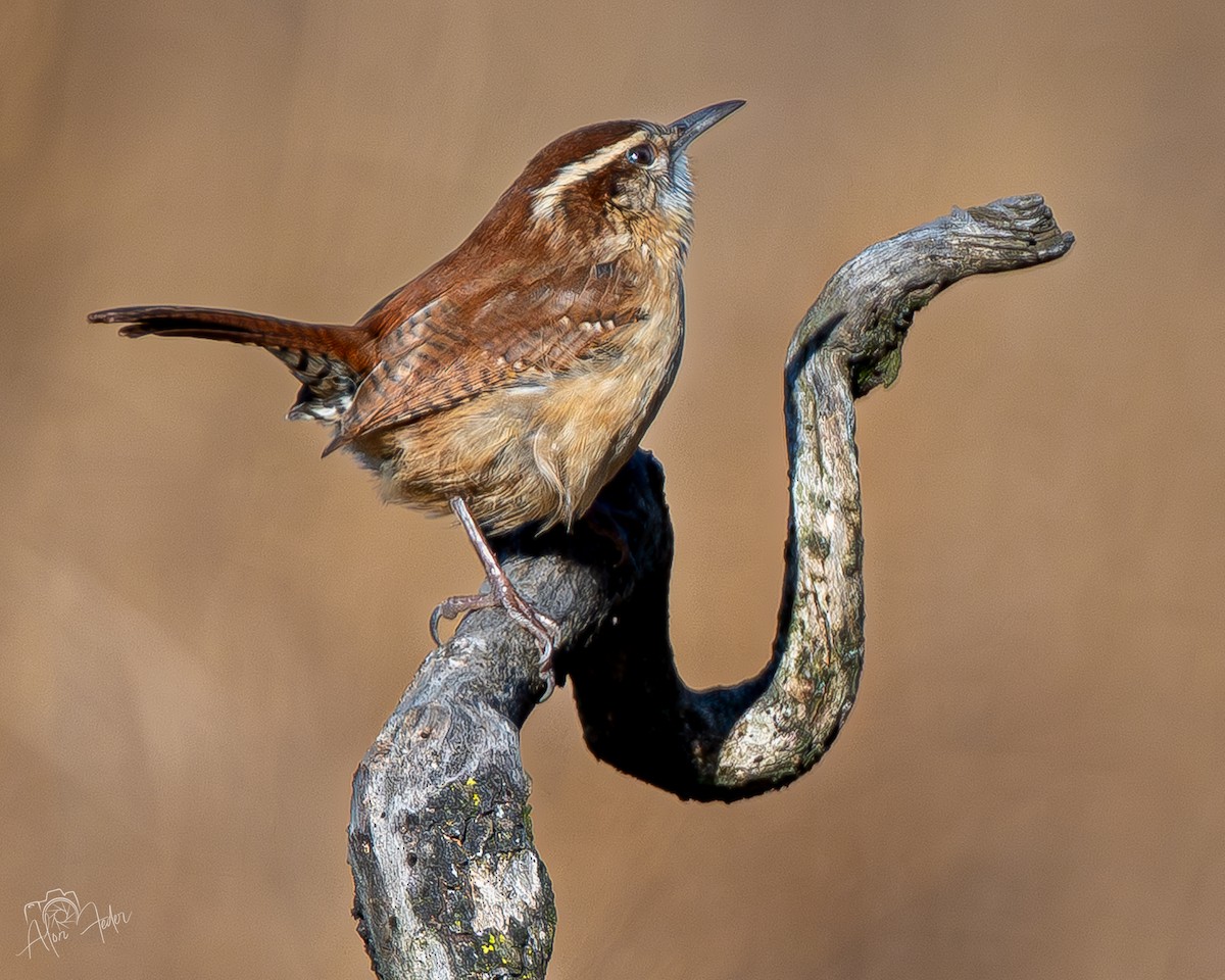 Carolina Wren - ML647374468