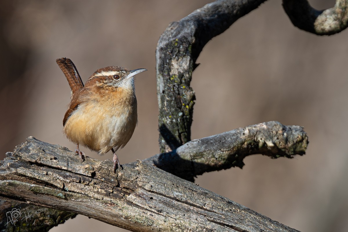 Carolina Wren - ML647374469