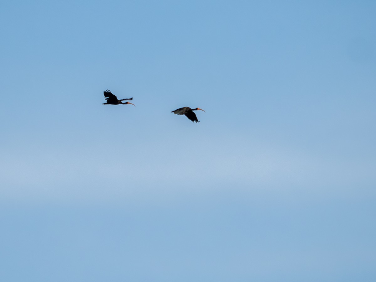 Ibis Afeitado - ML647374470