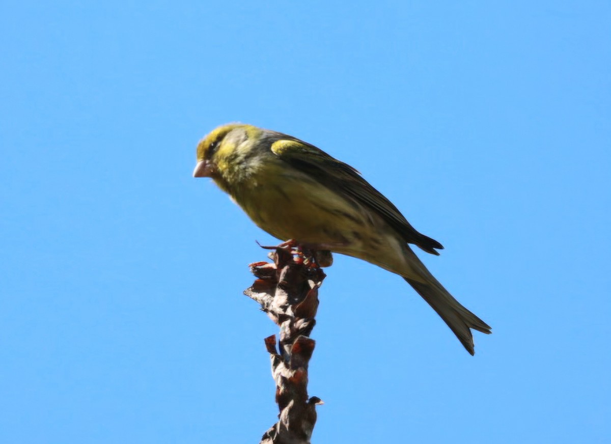 kanár divoký - ML647374472