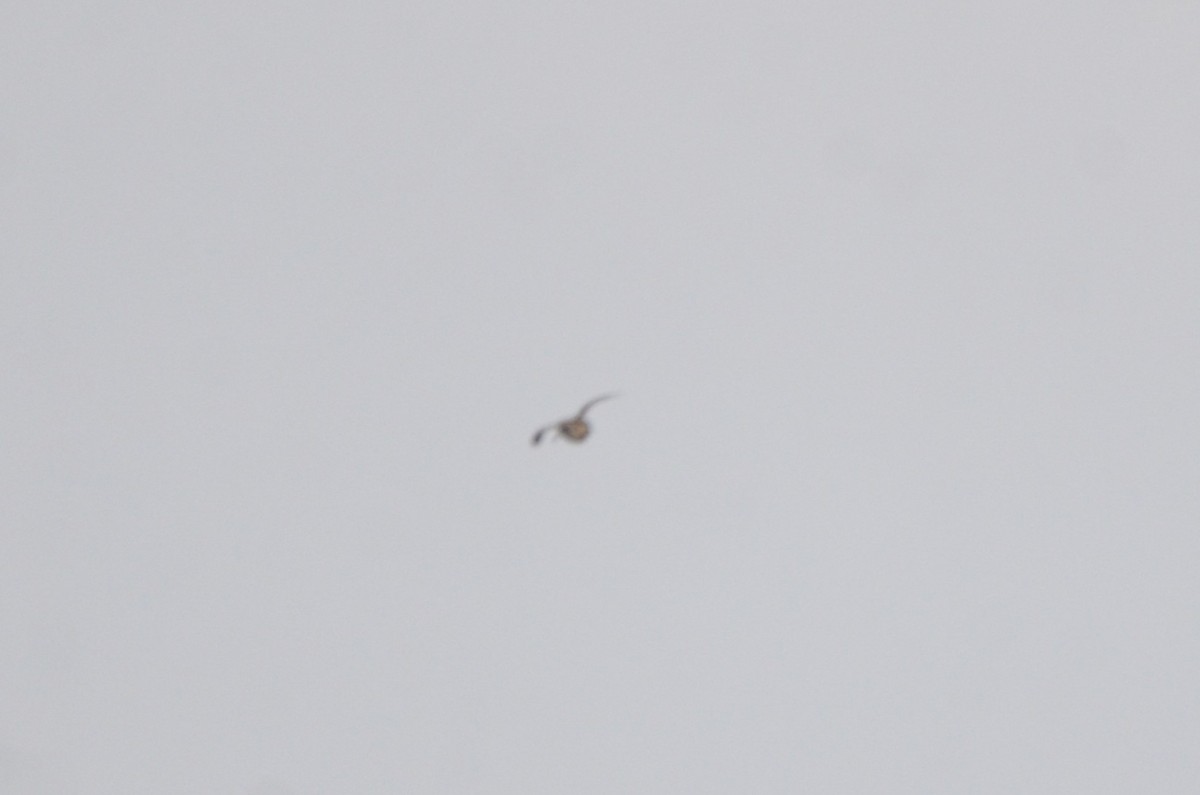 American Woodcock - ML647374484