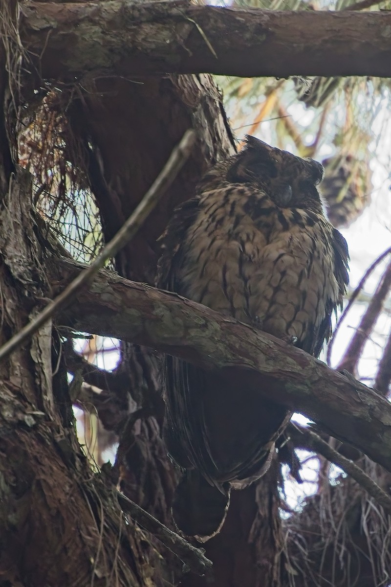 Madagascar Owl - ML647374486