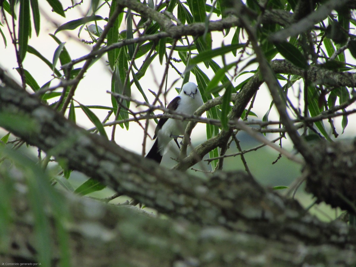 Black-backed Water-Tyrant - ML647374502