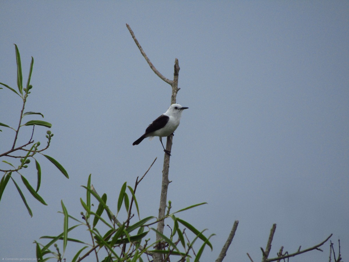 Black-backed Water-Tyrant - ML647374503