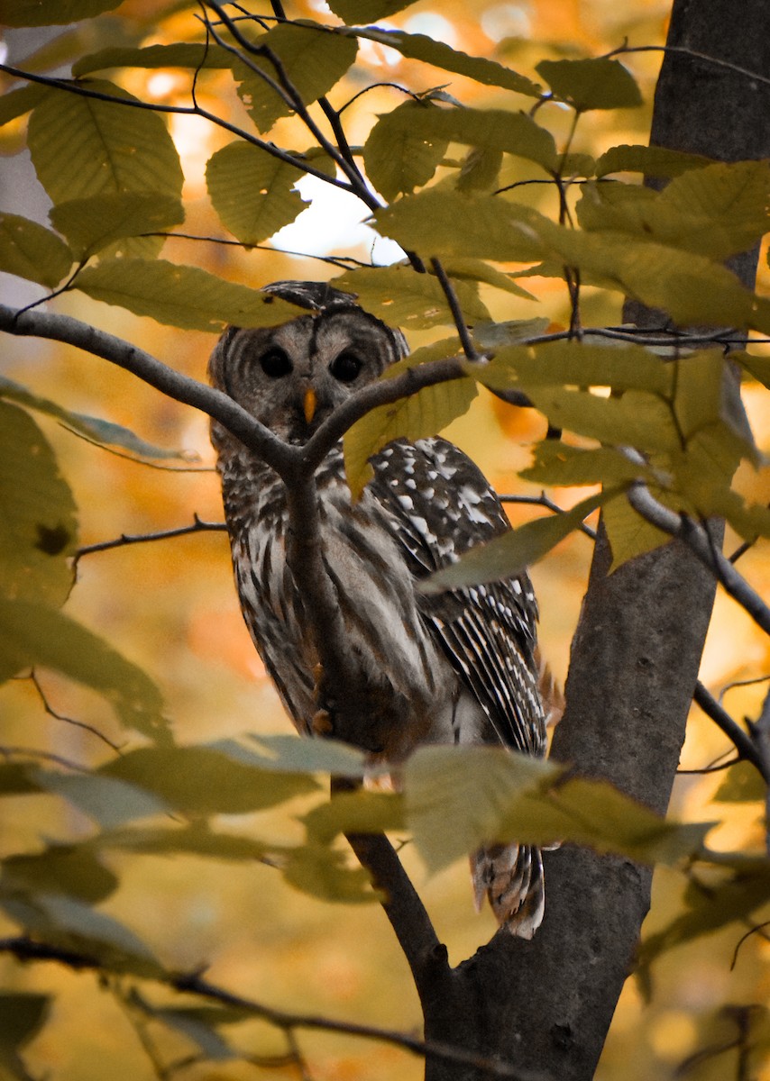 Barred Owl - ML647374511