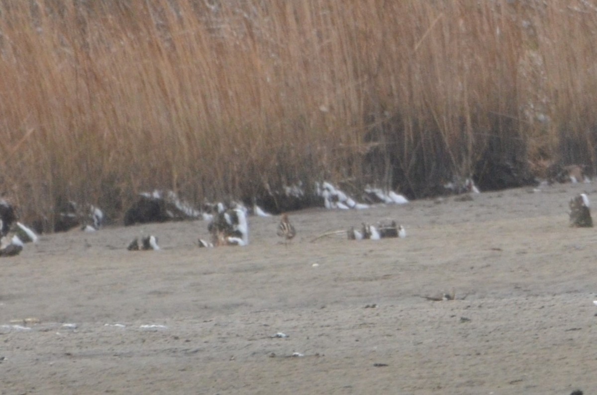 Wilson's Snipe - ML647374547