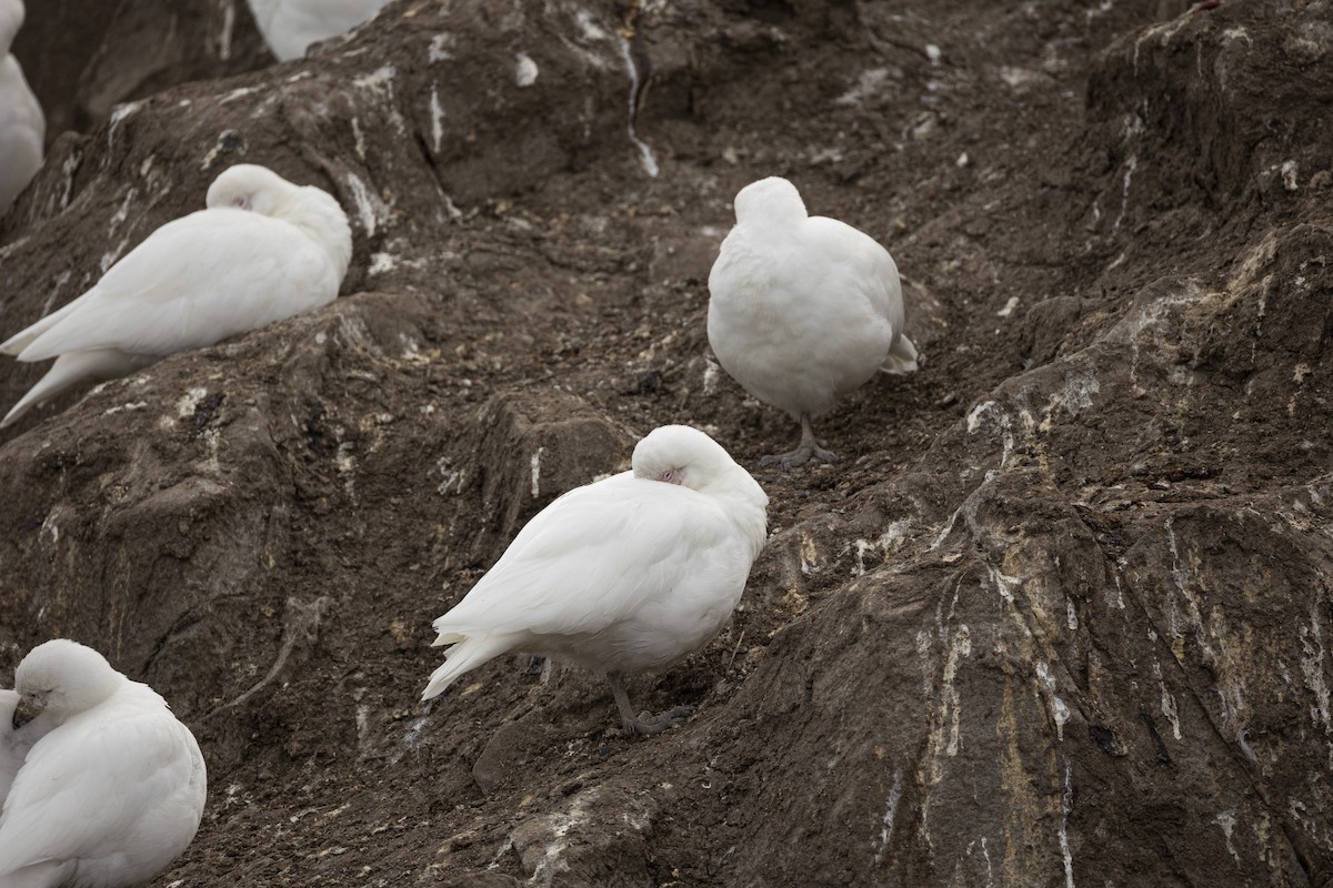 Snowy Sheathbill - ML647374555