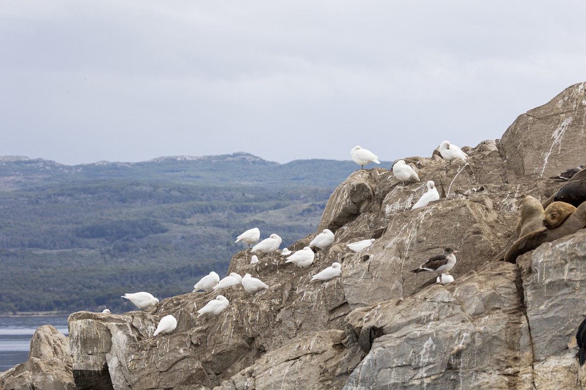 Snowy Sheathbill - ML647374556
