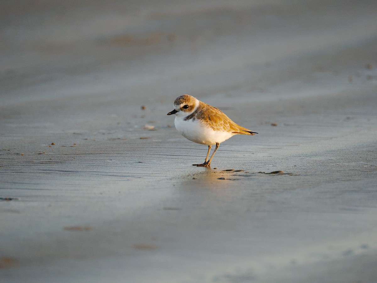 Snowy Plover - ML647374559
