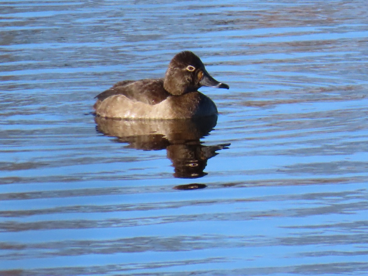Ring-necked Duck - ML647374562