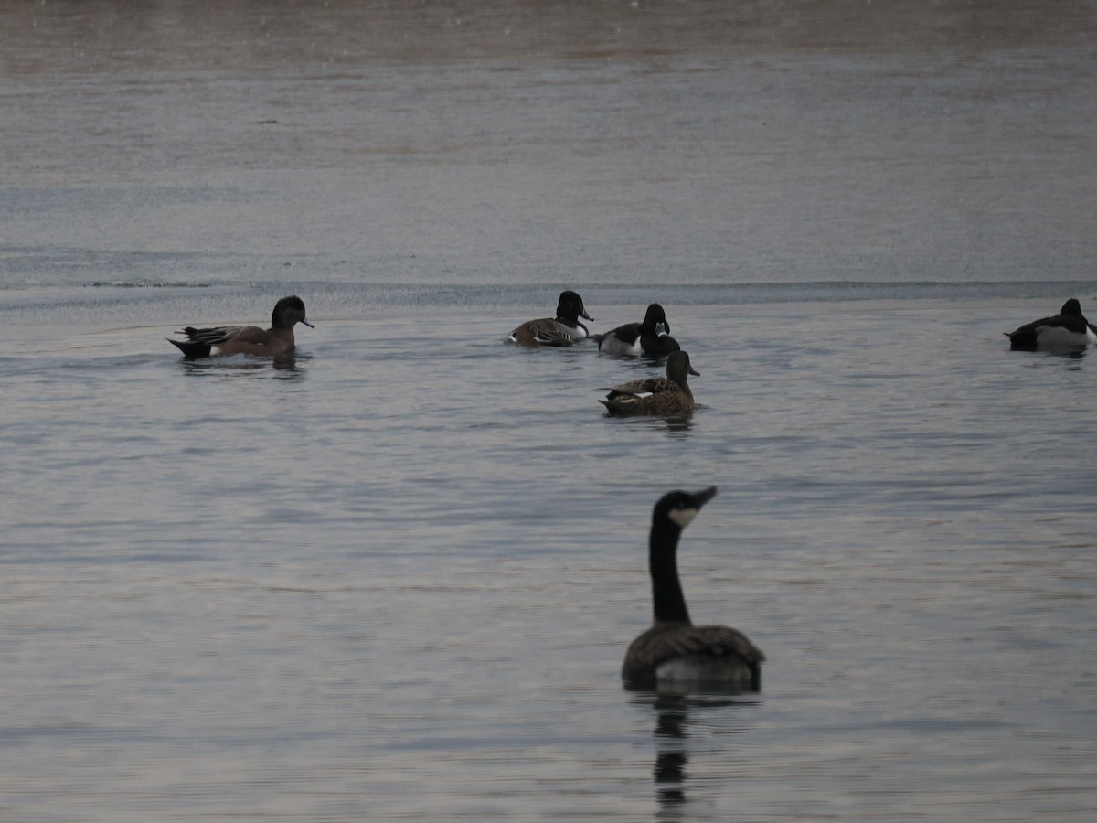 Свищ американський - ML647374573