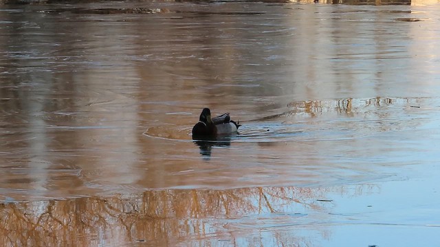 Кряква - ML647374576