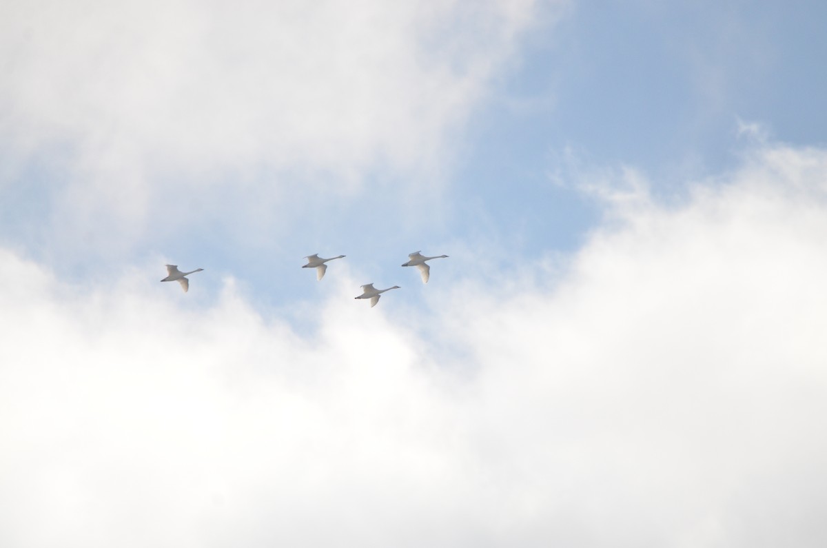 Tundra Swan (Whistling) - ML647374582