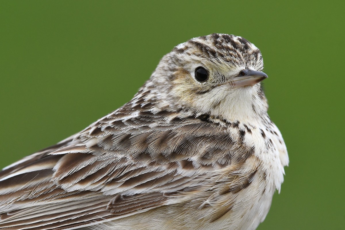 Sprague's Pipit - ML647374583