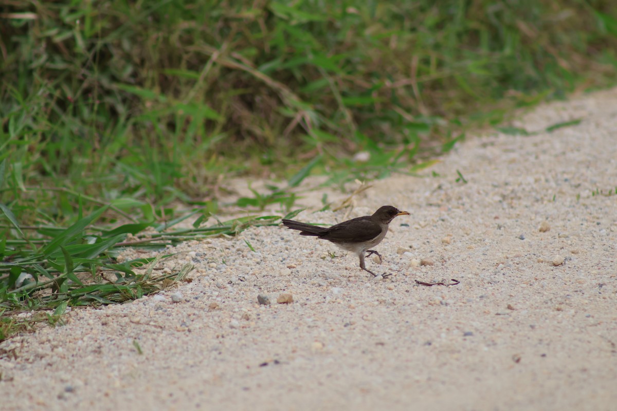 drozd krémovobřichý - ML647374594