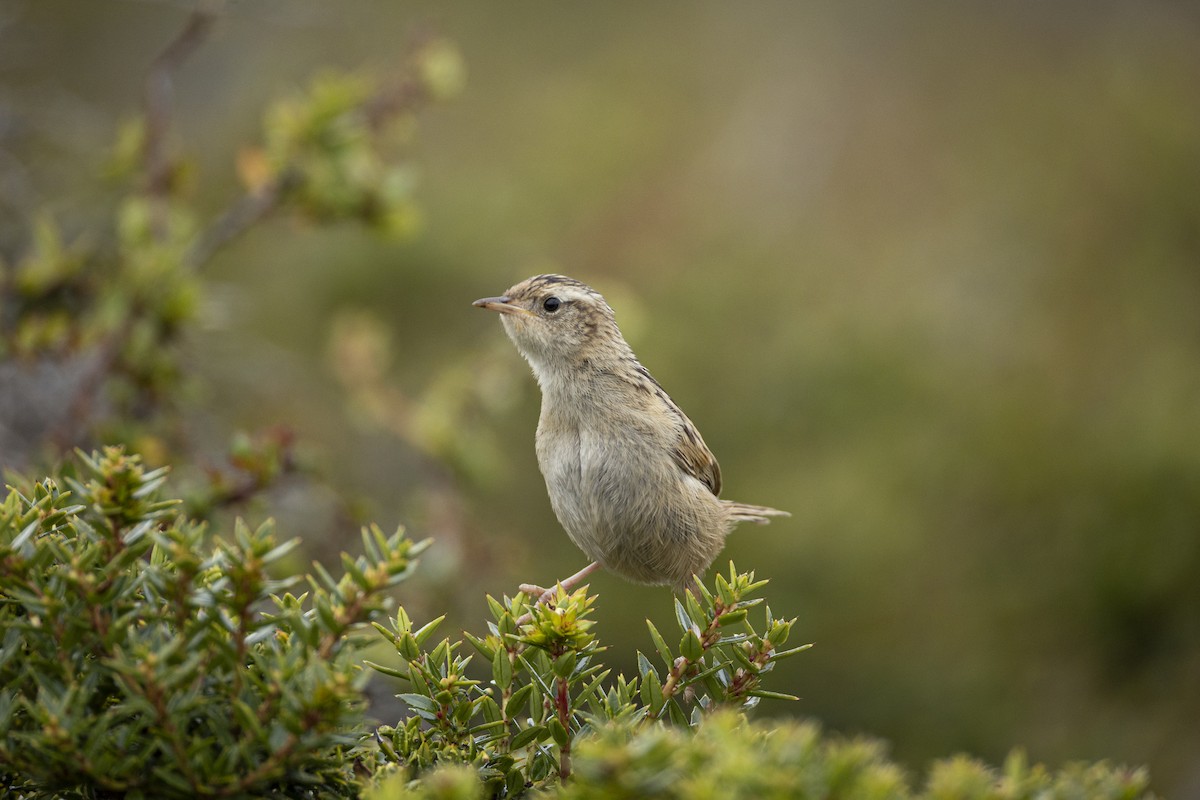 Grass Wren - ML647374595