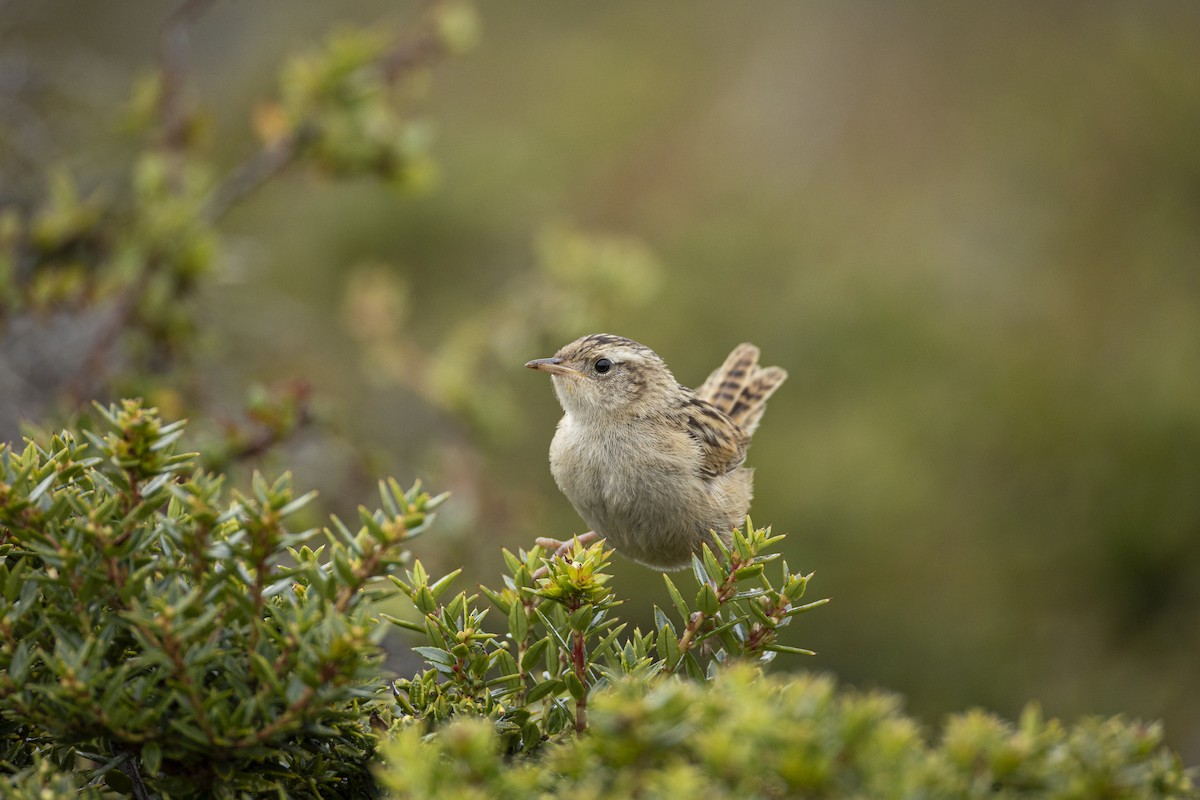 Grass Wren - ML647374596