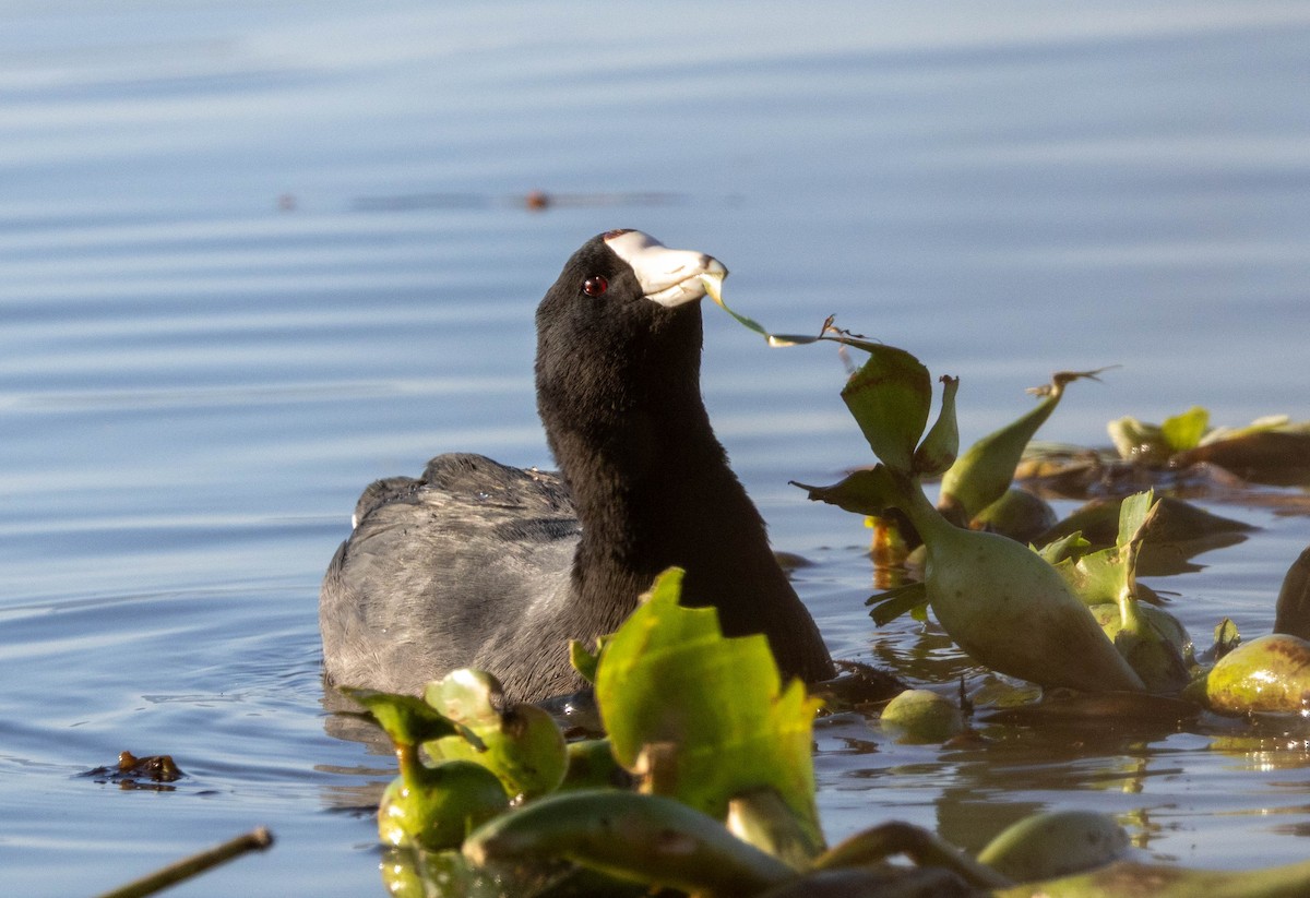 Лиска американська - ML647374605