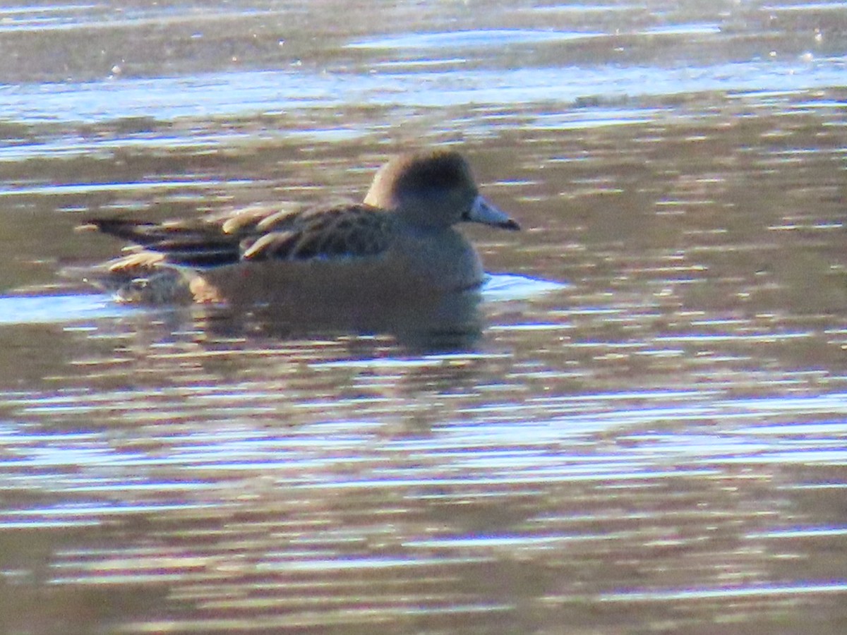 American Wigeon - ML647374607
