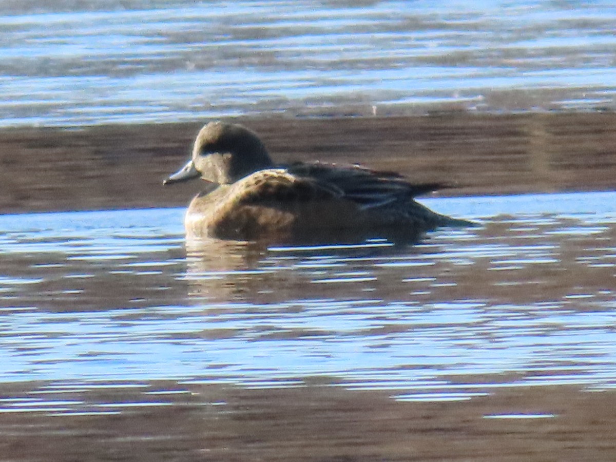 American Wigeon - ML647374608