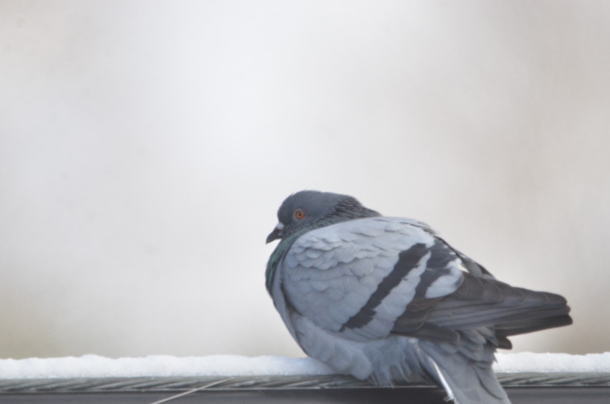 Rock Pigeon (Feral Pigeon) - ML647374609