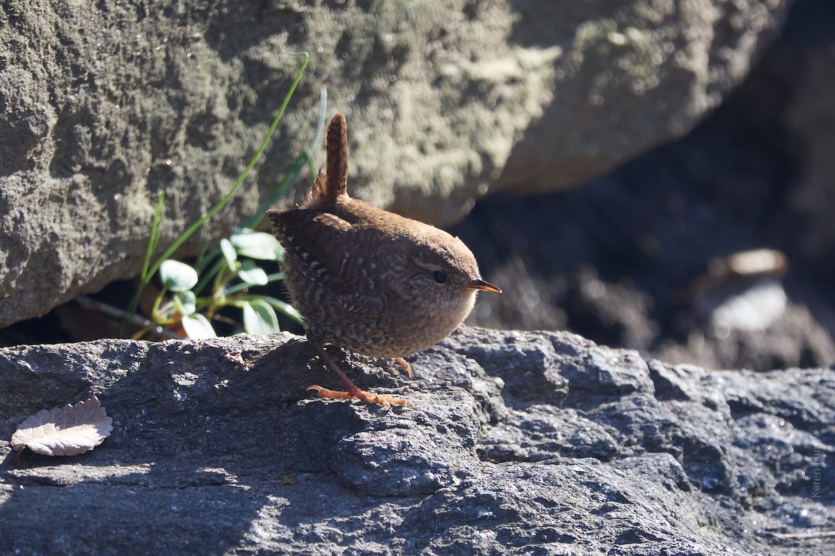 フユミソサザイ - ML647374614