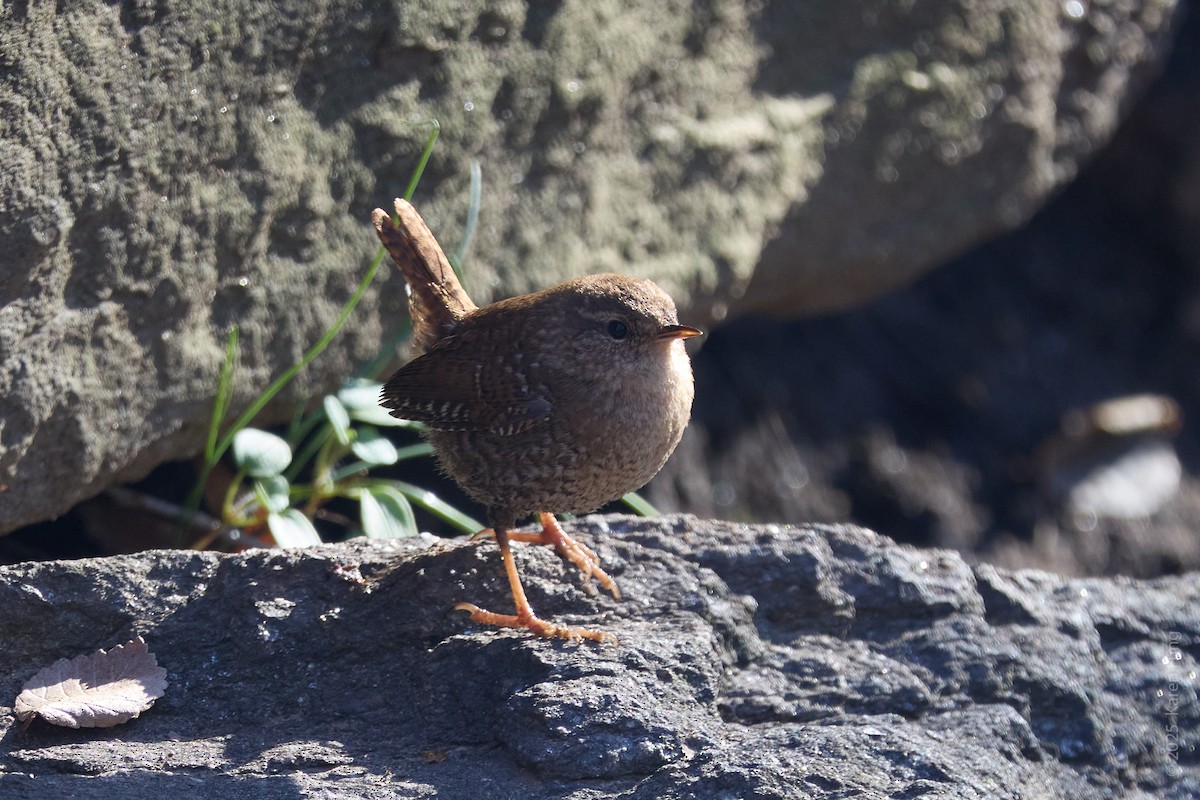 フユミソサザイ - ML647374617