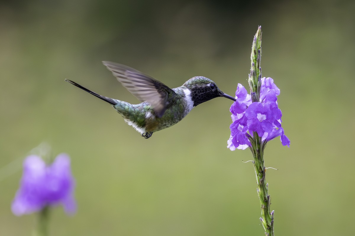 Amethyst Woodstar - ML647374620