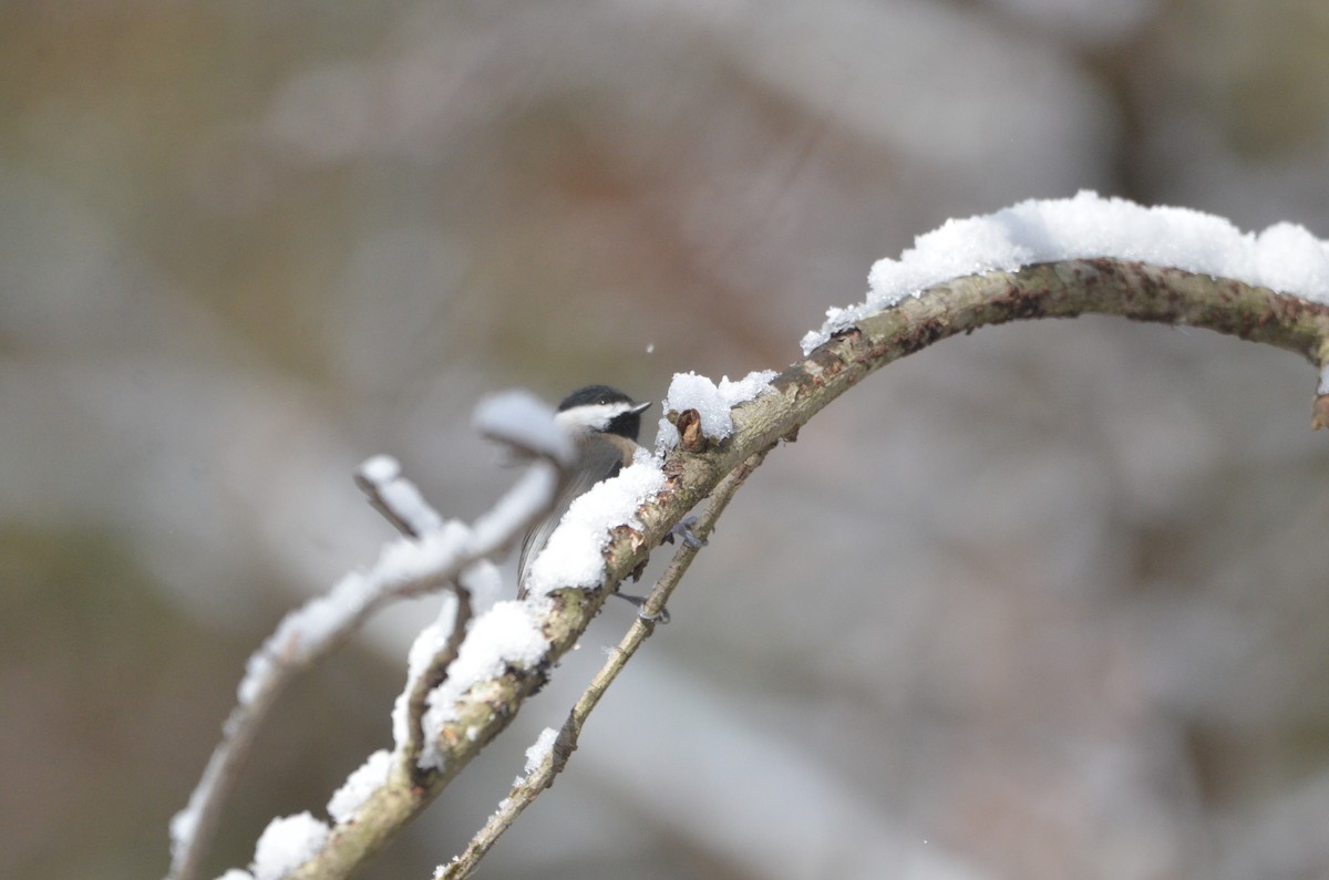 Carolina Chickadee - ML647374628