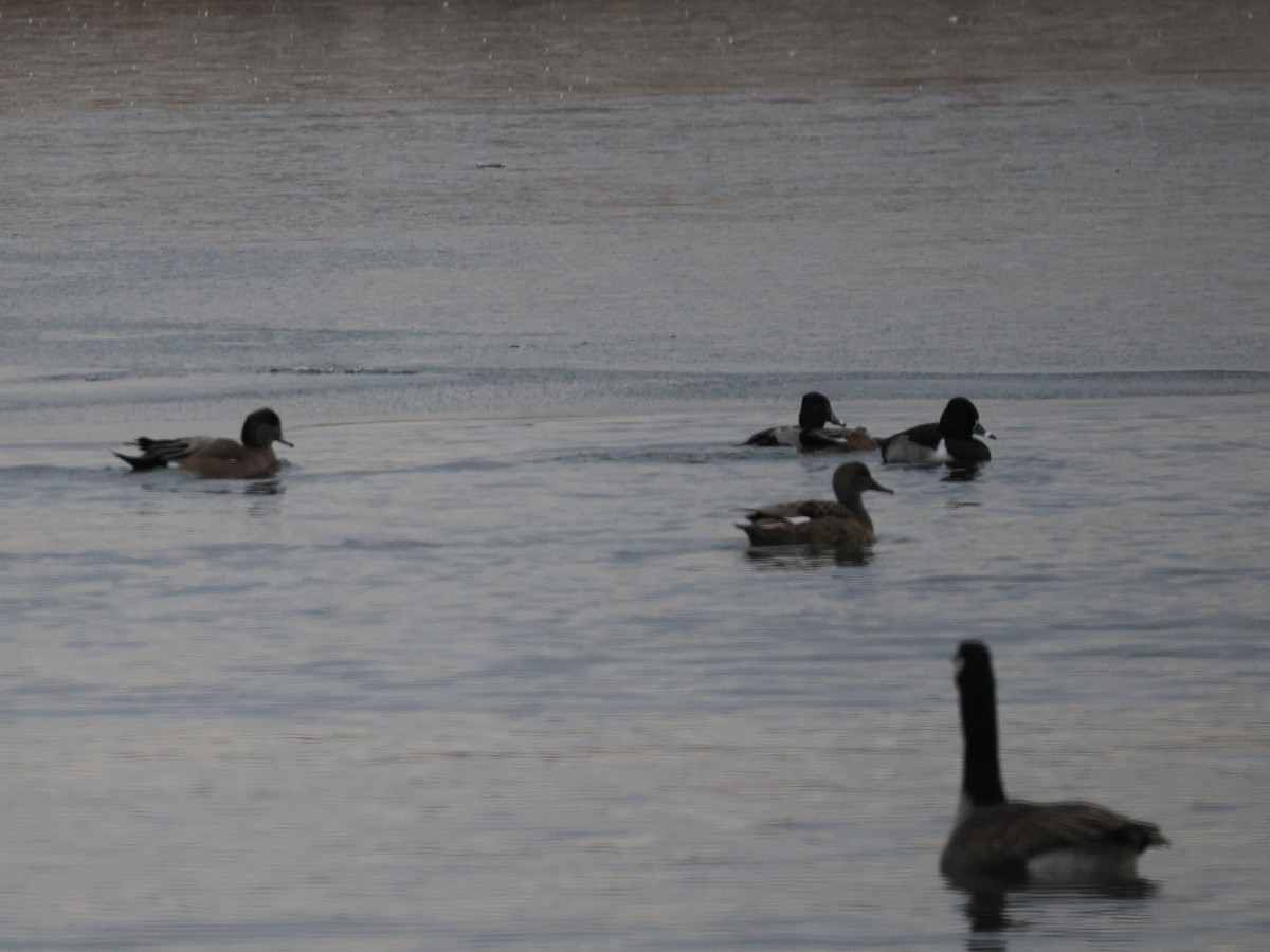 Чернь канадська - ML647374631