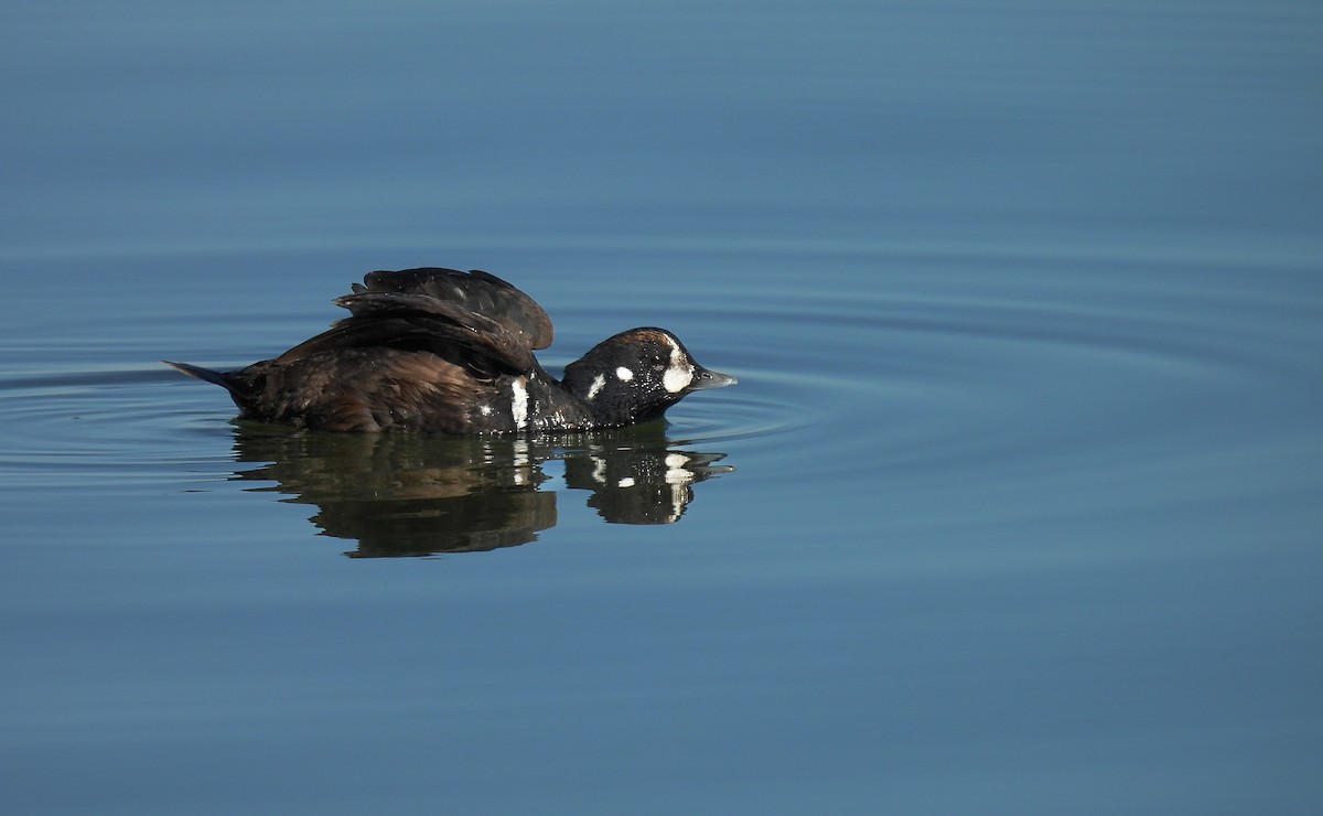 Ahate arlekina - ML647374633