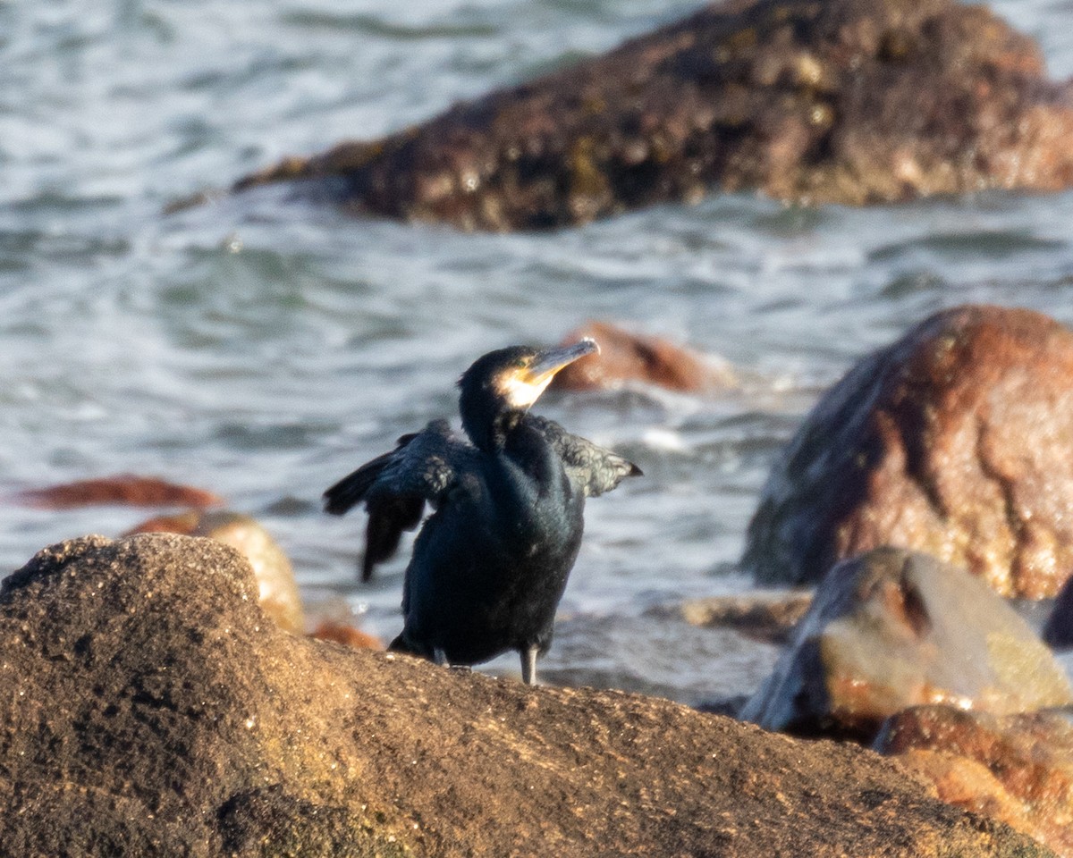 Great Cormorant - ML647374635